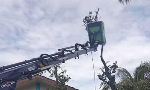 penebangan pohon dan pemotongan ranting